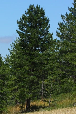 Pinus nigra - Pin noir d'Autriche