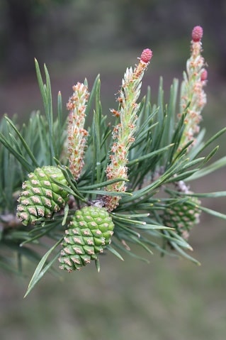 Pinus sylvestris - Pin sylvestre