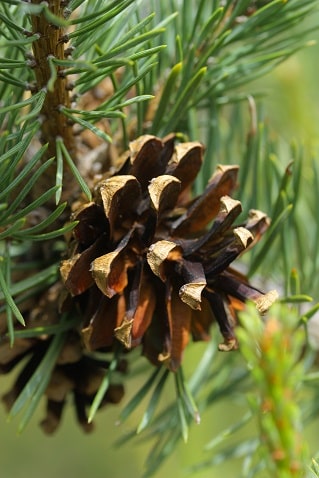 Pinus sylvestris - Pin sylvestre