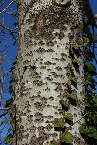 Populus alba - Peuplier blanc