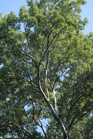 Populus alba - Peuplier blanc