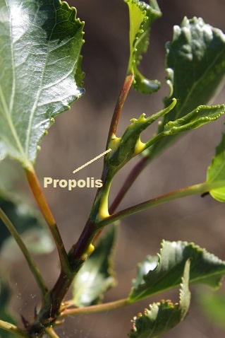 Populus nigra - Peuplier noir