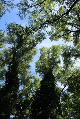 Populus nigra - Peuplier noir