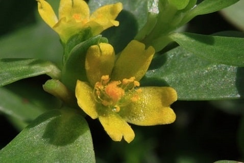 Pourpier - Portulaca oleracea