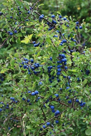Prunus spinosa - Prunellier