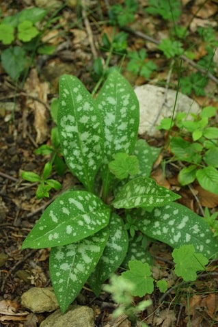 Pulmonaria longifolia - Pulmonaire à feuilles lancéolées