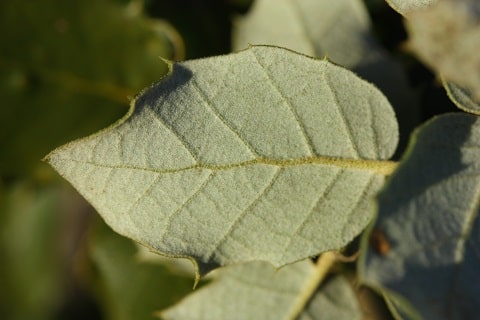 Quercus ilex - Chêne vert