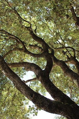 Quercus ilex - Chêne vert