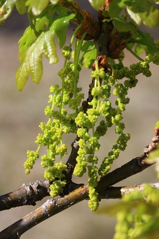 Quercus pubescens - Chêne pubescent