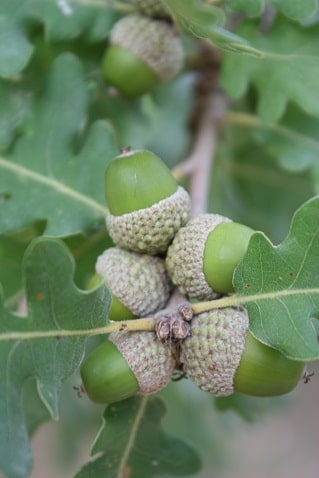 Quercus pubescens - Chêne pubescent