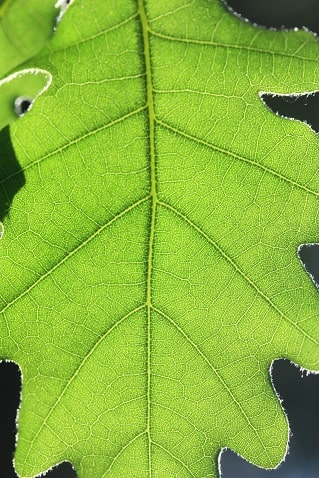 Quercus pubescens - Chêne pubescent