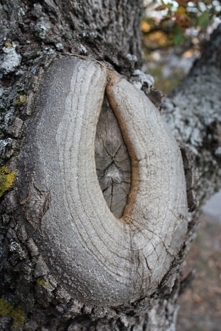 Quercus pubescens - Chêne pubescent