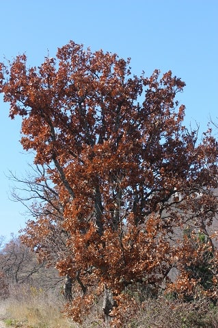 Quercus pubescens - Chêne pubescent