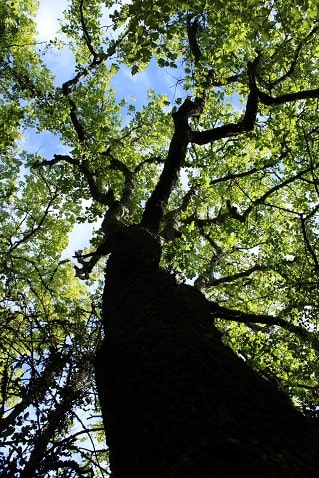 Quercus pubescens - Chêne pubescent