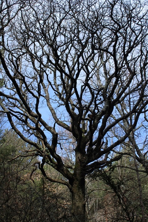 Quercus pubescens - Chêne pubescent