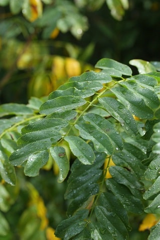 Robinia pseudoacacia - Robinier
