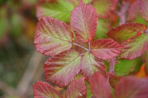 Rubus ulmifolius - Ronce à feuilles d'orme