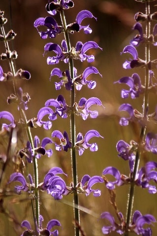 Salvia pratensis - Sauge des prés