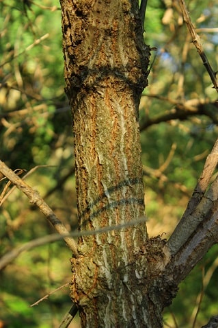 Sambucus nigra - Sureau noir