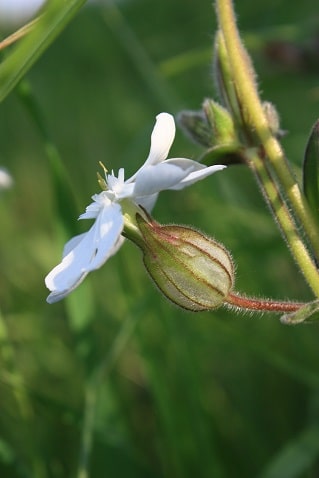 Silene latifolia - Compagnon blanc