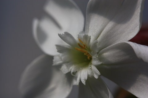 Silene latifolia - Compagnon blanc