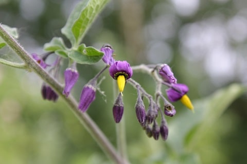 Solanum dulcamara - Morelle douce-amère