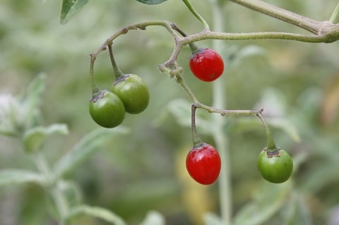 Solanum dulcamara - Morelle douce-amère