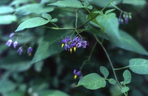Solanum dulcamara - Morelle douce-amère