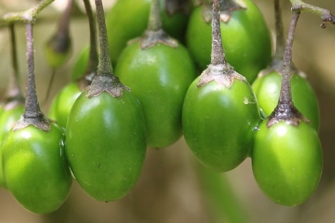 Solanum dulcamara - Morelle douce-amère