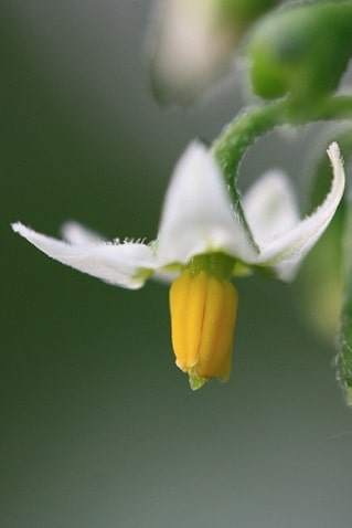 Morelle noire - Solanum nigrum