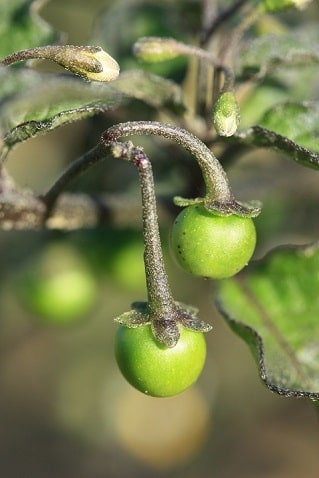 Morelle noire - Solanum nigrum