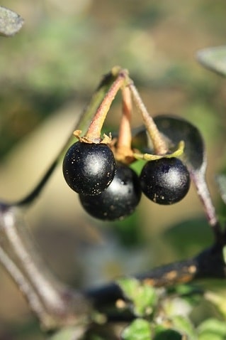 Morelle noire - Solanum nigrum