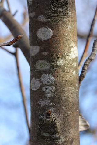 Sorbus aria - Alisier blanc