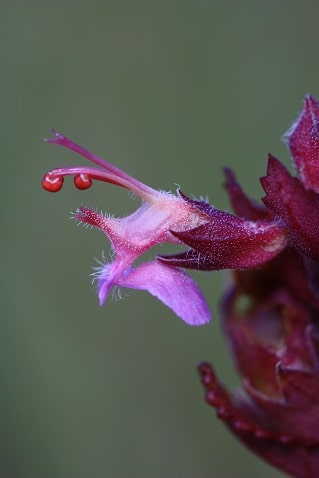 Teucrium chamaedrys - Germandrée petit chêne