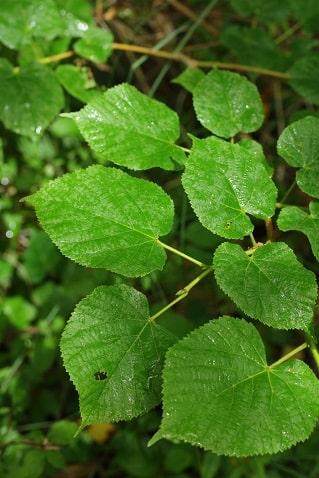Tilia platyphyllos - Tilleul à larges feuilles