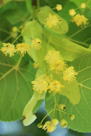 Tilia platyphyllos - Tilleul à larges feuilles