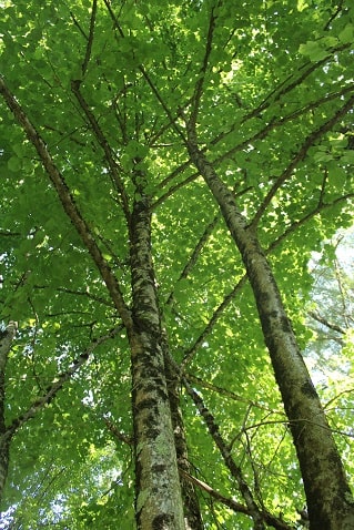 Tilia platyphyllos - Tilleul à larges feuilles
