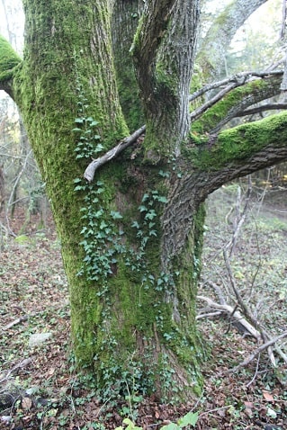 Tilia platyphyllos - Tilleul à larges feuilles