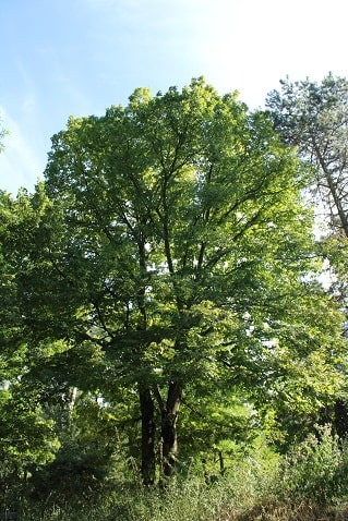 Tilia platyphyllos - Tilleul à larges feuilles
