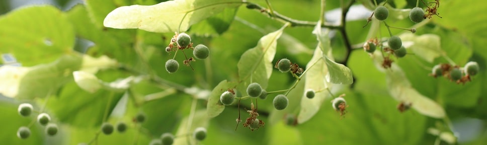 Tilia platyphyllos - Tilleul à larges feuilles