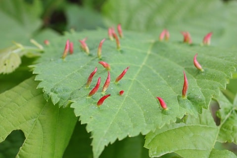 Tilia platyphyllos - Tilleul à larges feuilles