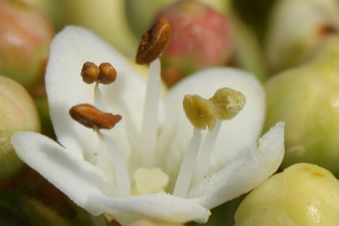 Viburnum tinus - Laurier tin