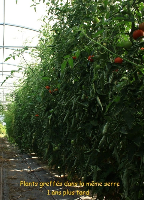 Tomate greffée